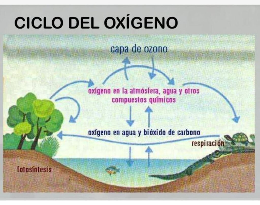 esquema del ciclo de oxigeno