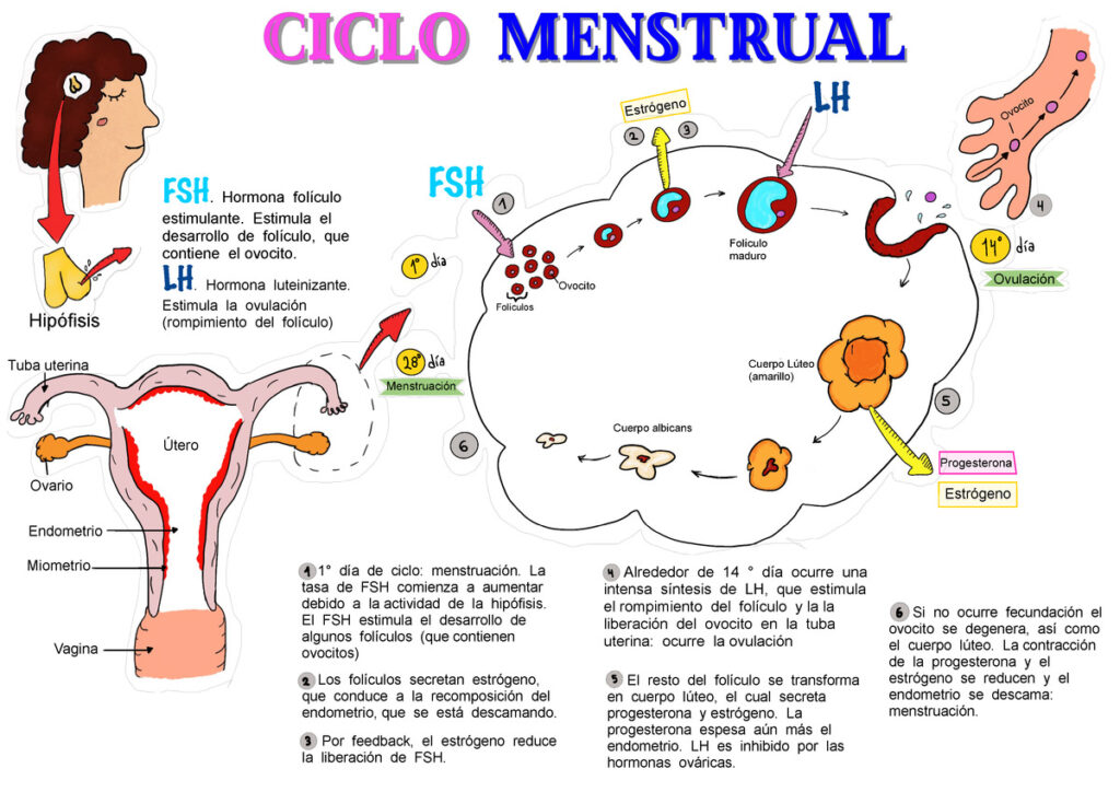 esquema del ciclo menstrual y sus fases