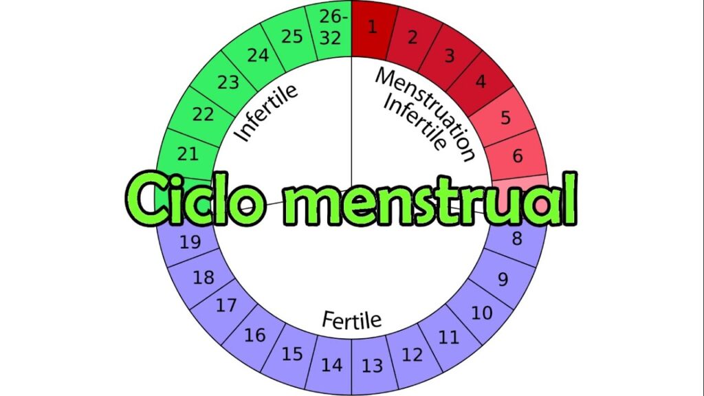 esquema del ciclo menstrual para colorear
