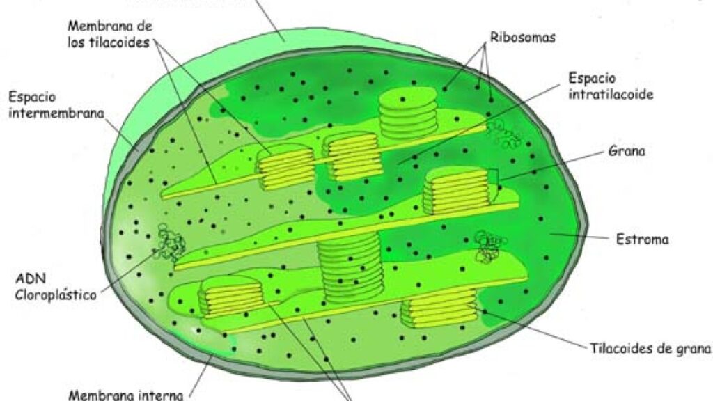 esquema del cloroplasto con nombres	