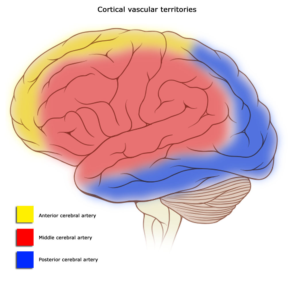 esquema del encefalo humano