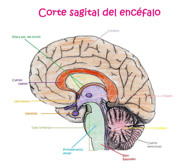 Esquema Del Encéfalo ¡fotos And Guía 2024