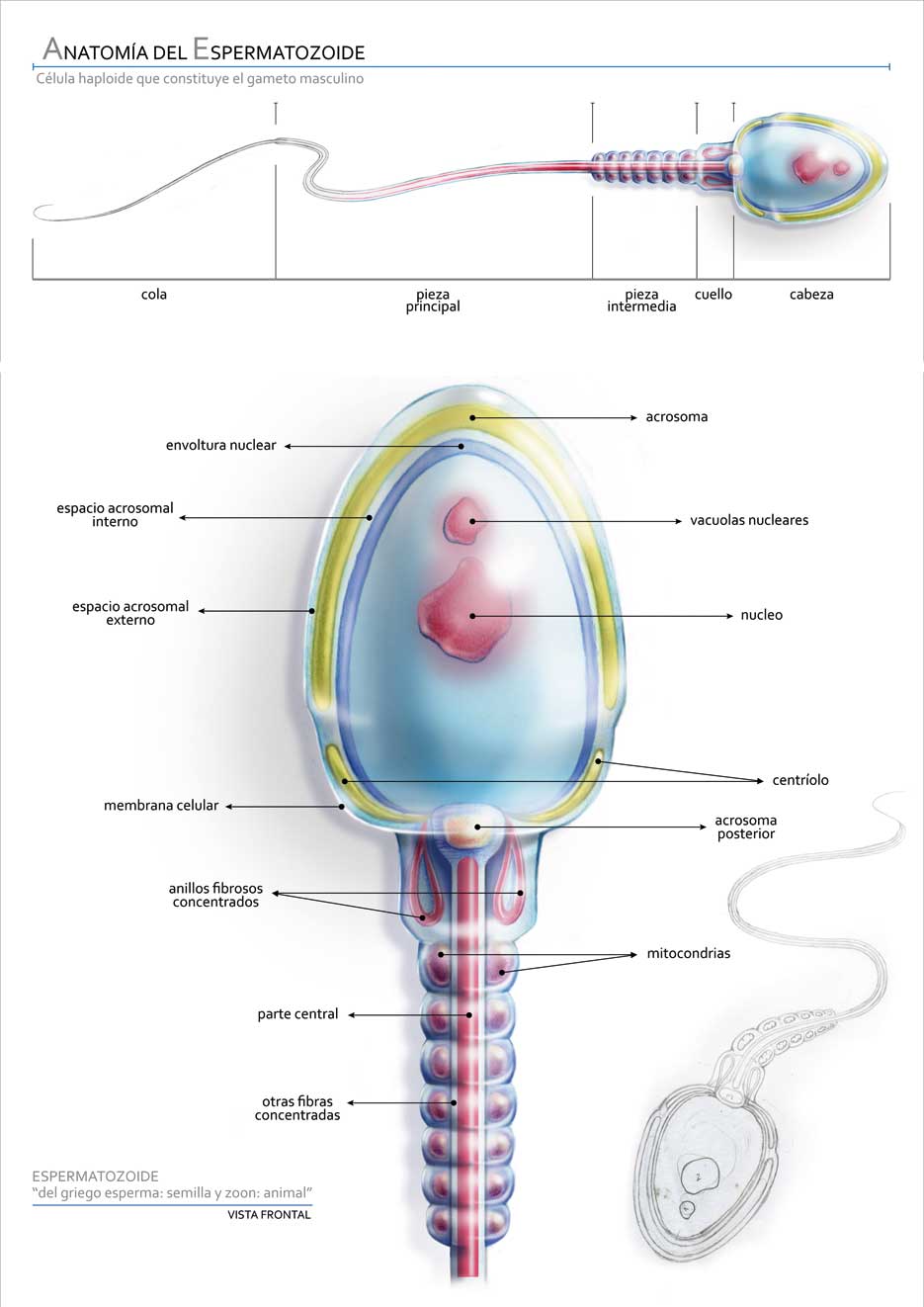 Esquema Del Espermatozoide ¡fotos And Guía 2021