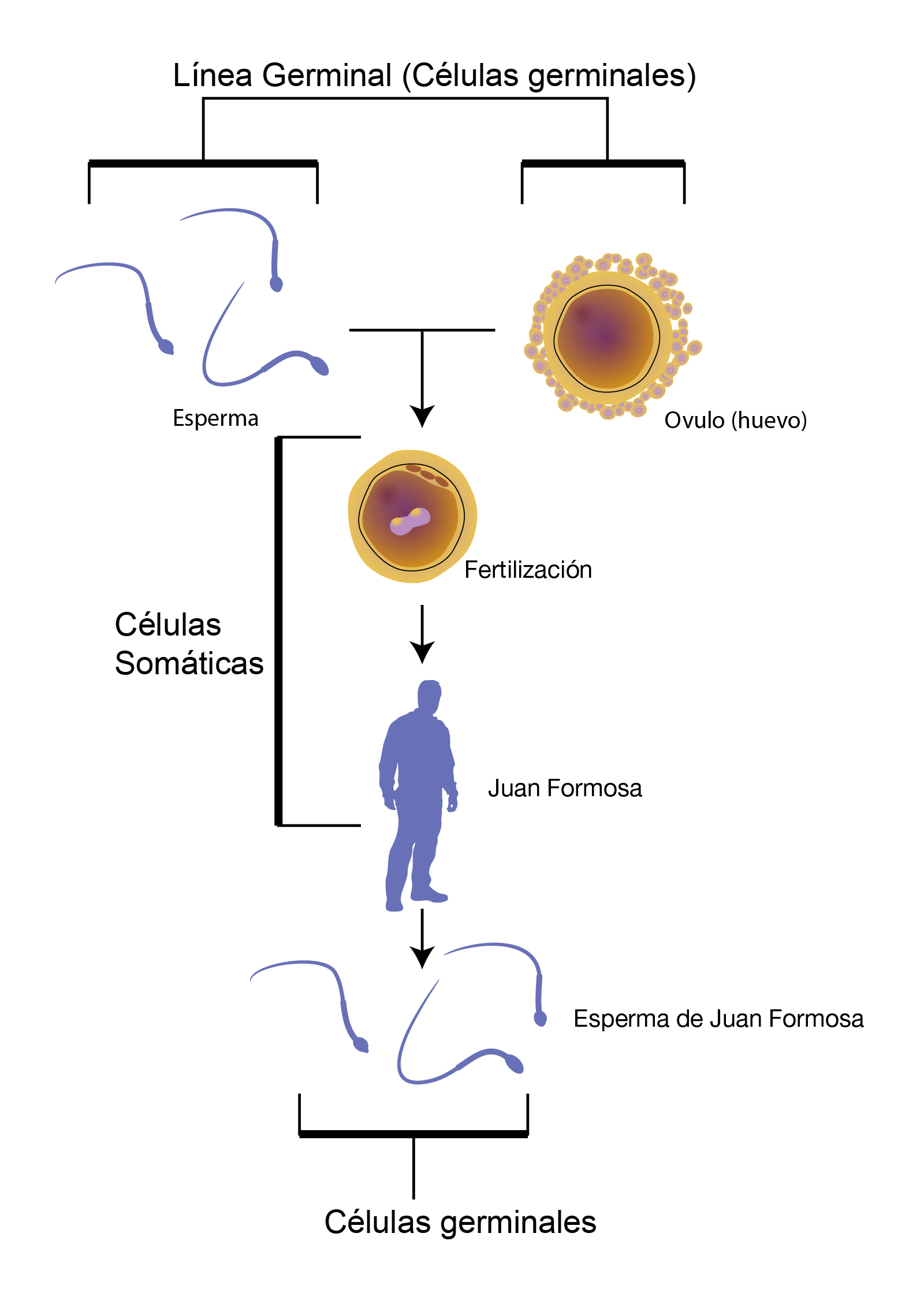 Esquema Del Espermatozoide Fotos Gu A