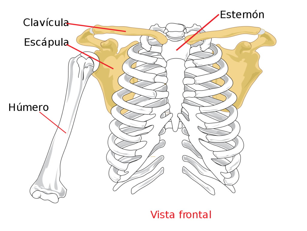 esquema del esqueleto humano con sus partes