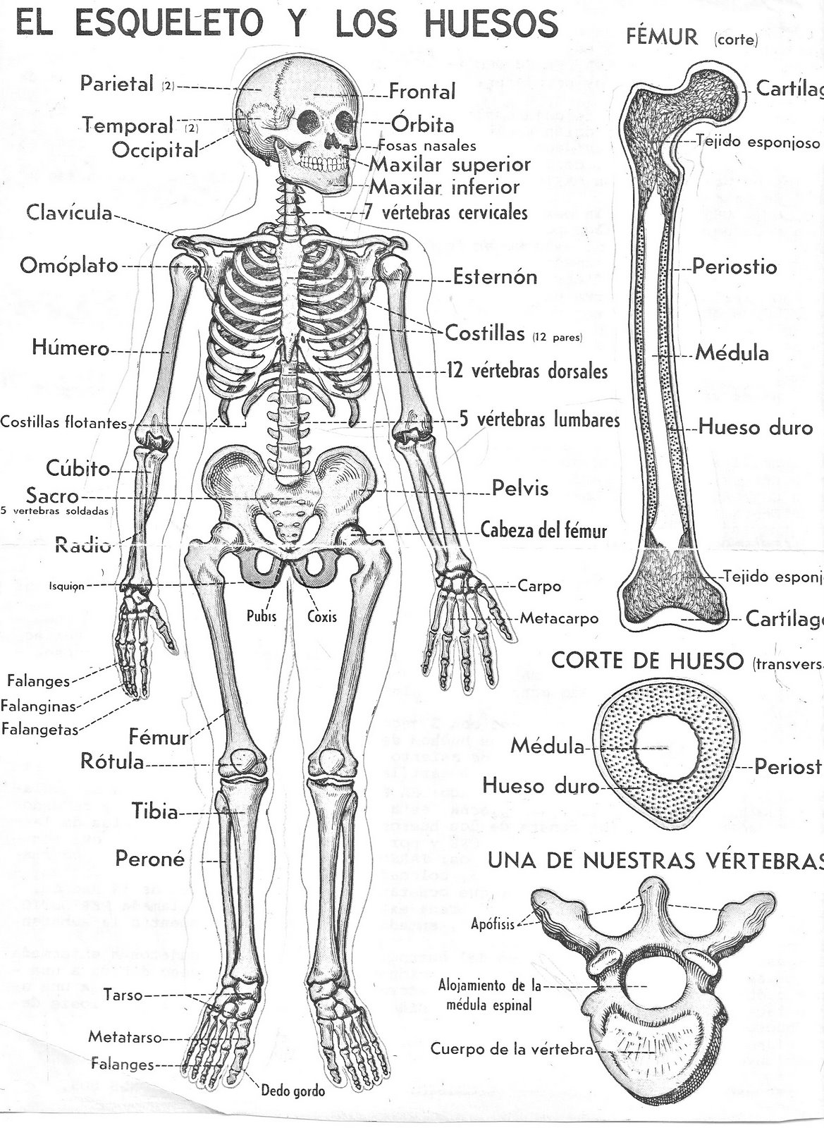 Conoce El Cuerpo Humano Esqueleto Humano Reverasite
