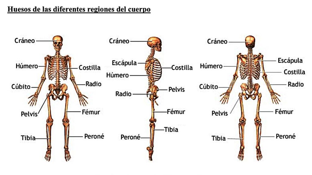 esquema del esqueleto humano nombrar principales