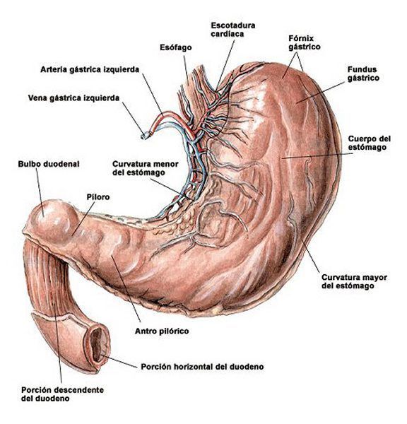 esquema del estomago humano y sus partes