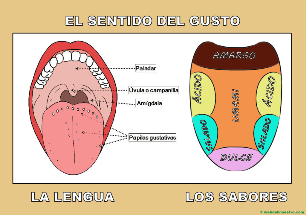 esquema de las partes del gusto