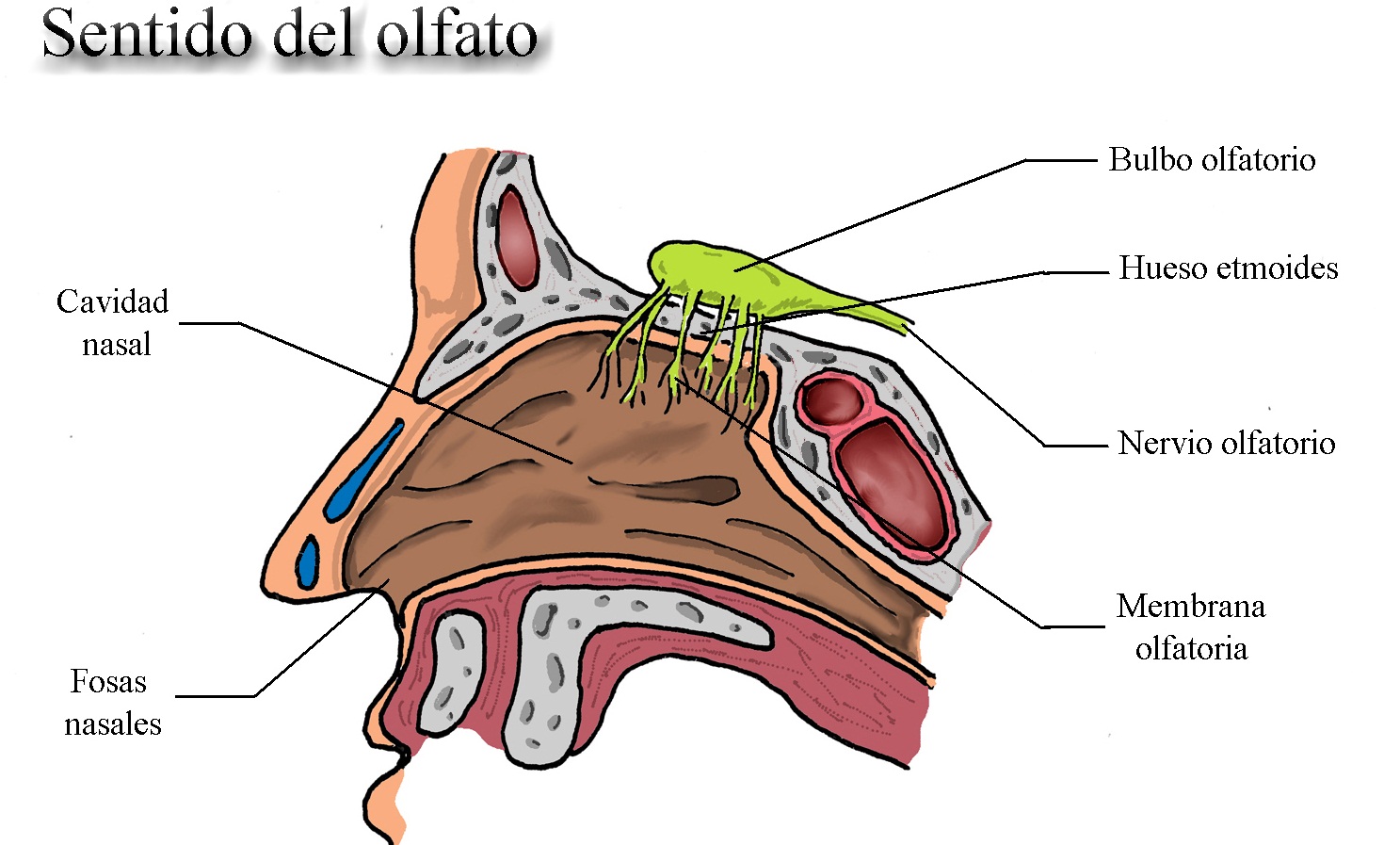 Esquema Del Olfato ¡fotos And Guía 2024