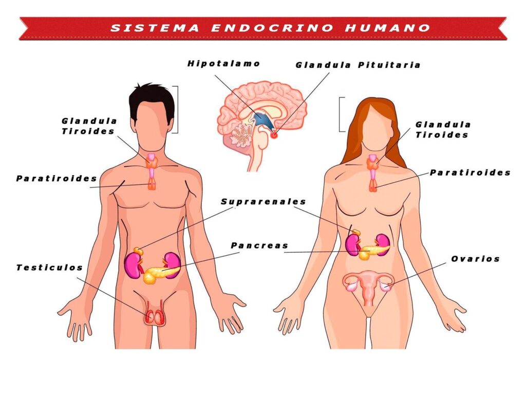 esquema del sistema endocrino del hombre