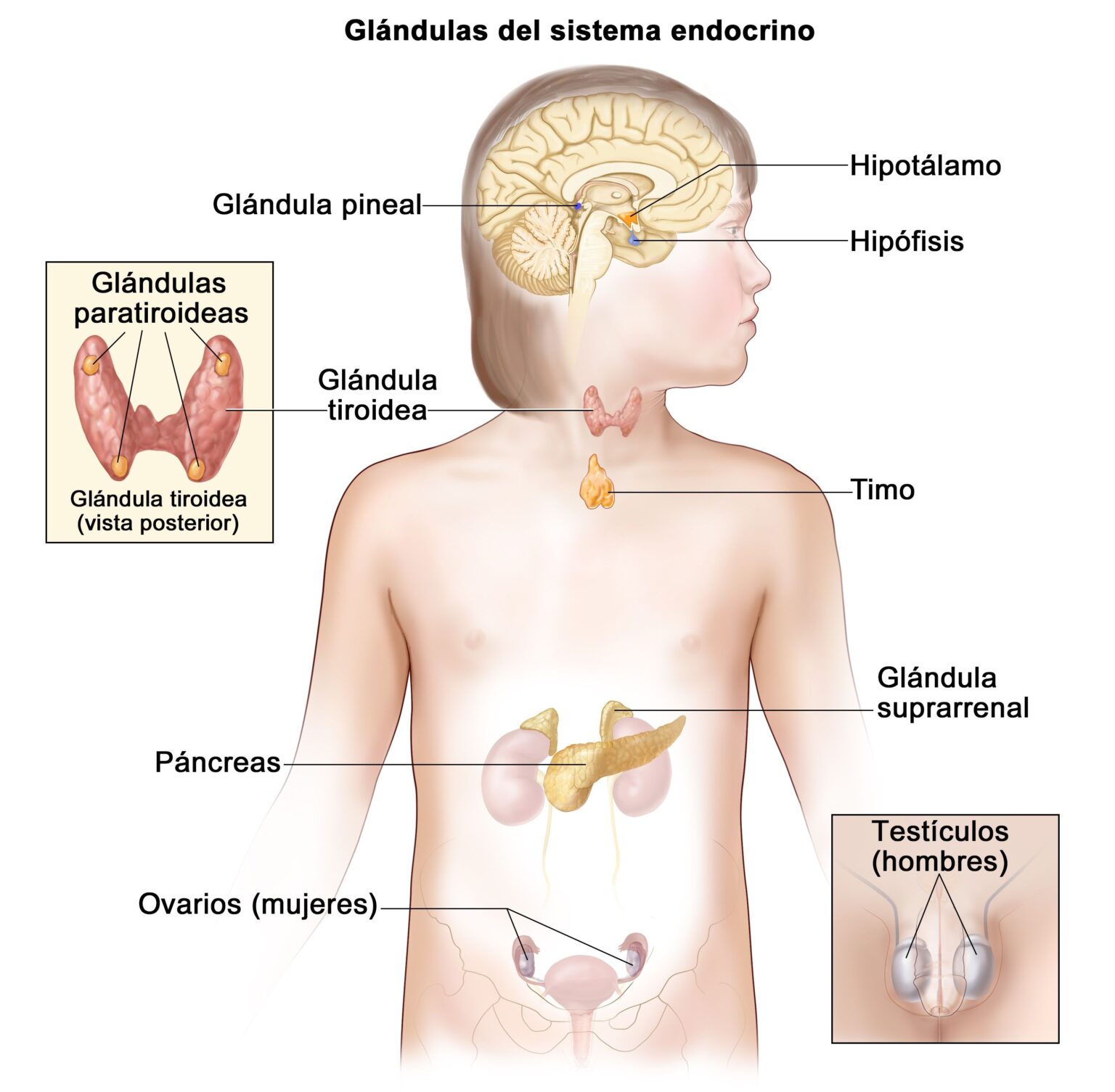 Esquema Del Sistema Endocrino Fotos Gu a 2024 esquema-del-sistema-endocrino-fotos-gu-a-2024
