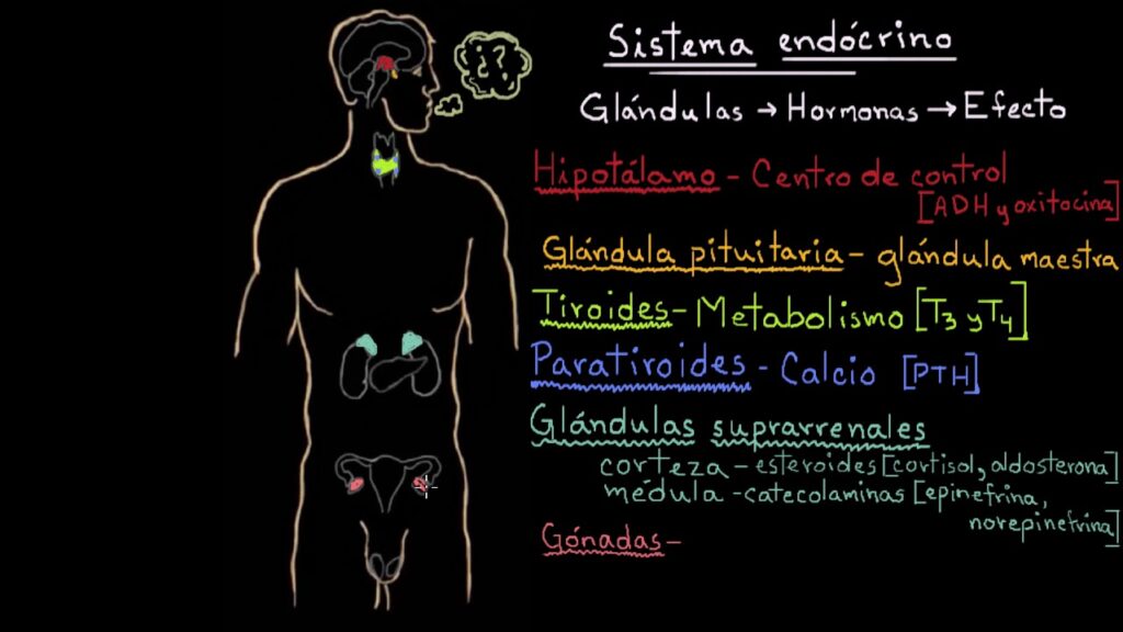 esquema del sistema endocrino y sus funciones	