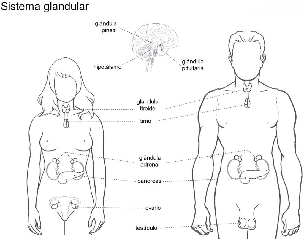 esquema sistema glandular para niños