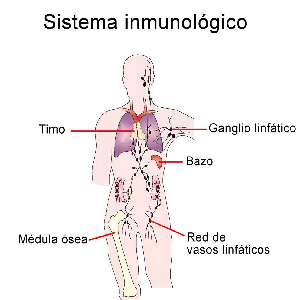 esquema conceptual del sistema inmunologico
