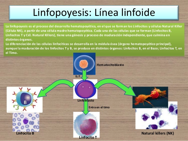 linfopoyesis esquema