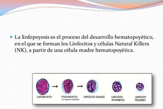 linfopoyesis esquema