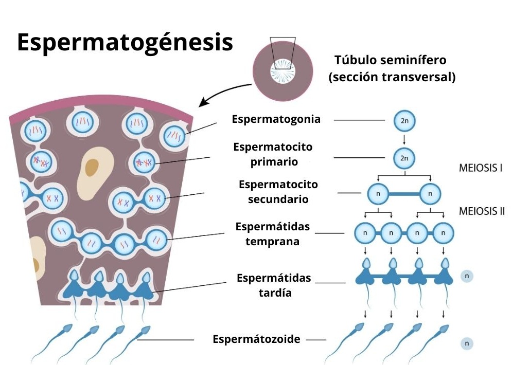 esquema del proceso de la espermatogenesis