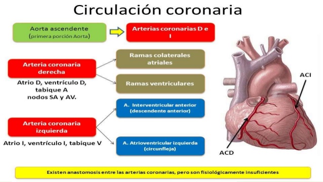 esquema de circulacion coronaria