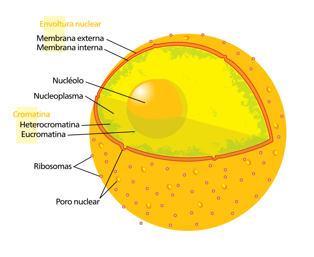 esquema nucleotido