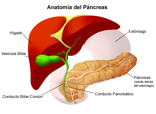 esquema del pancreas y sus funciones