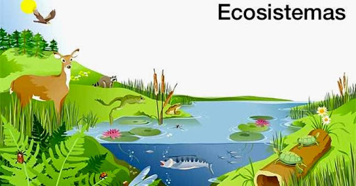 esquema de ecosistema y sus componentes