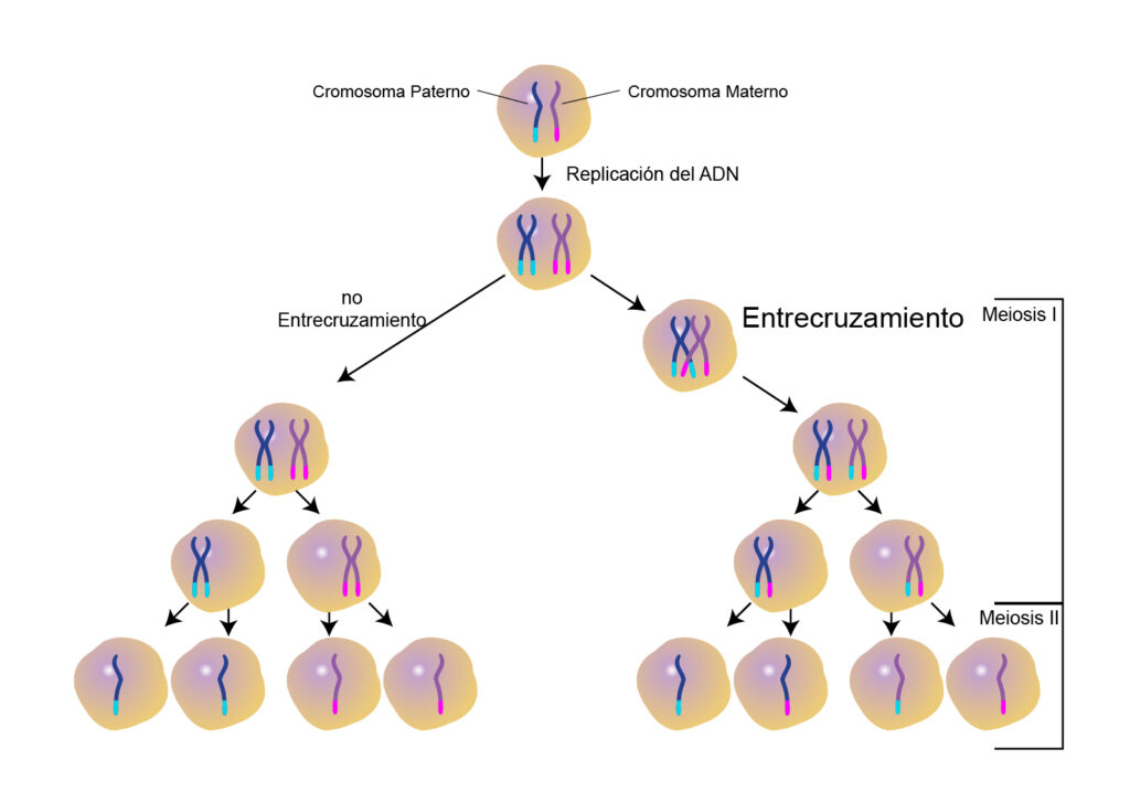 esquema de cromosomas el adn y los genes
