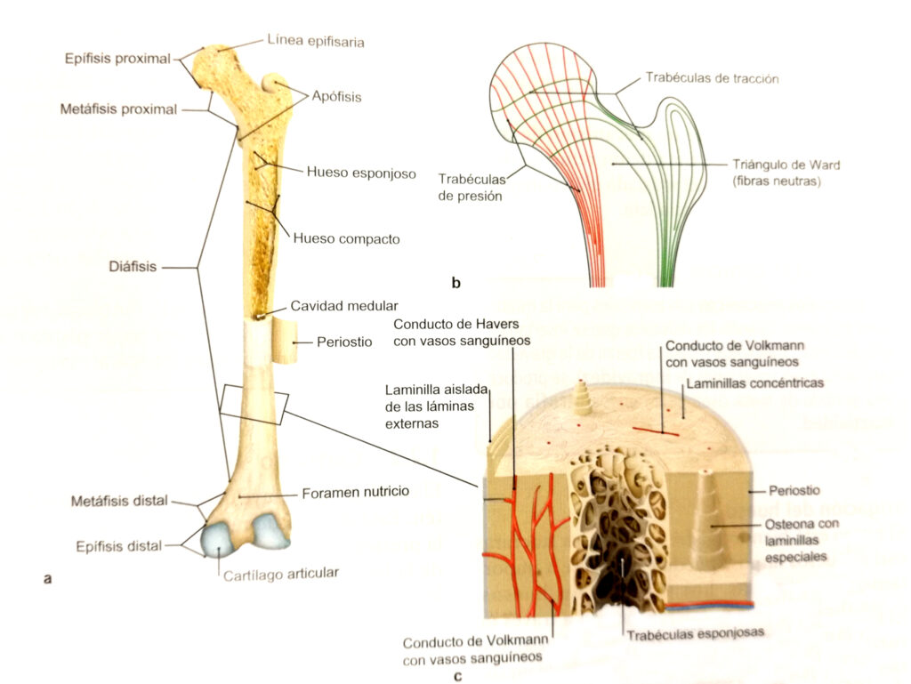 esquema de huesos del pie