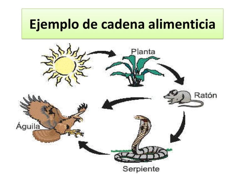 Esquema De Cadena Alimenticia Fotos Gu A