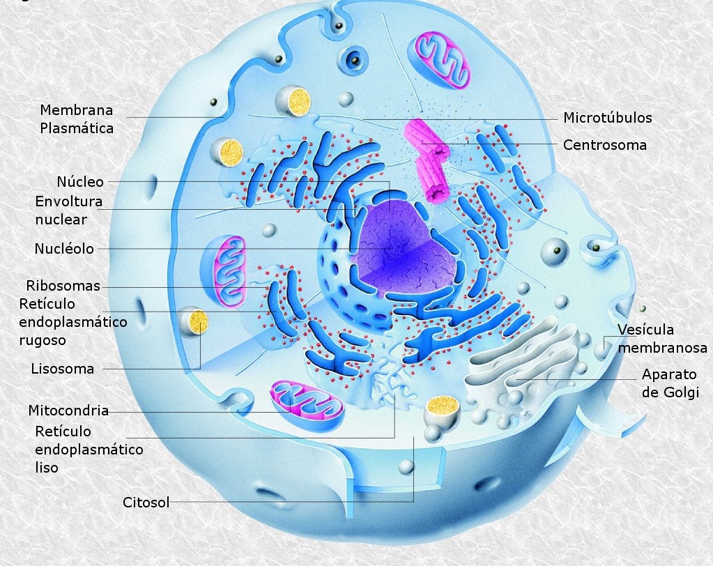 esquema célula eucariota