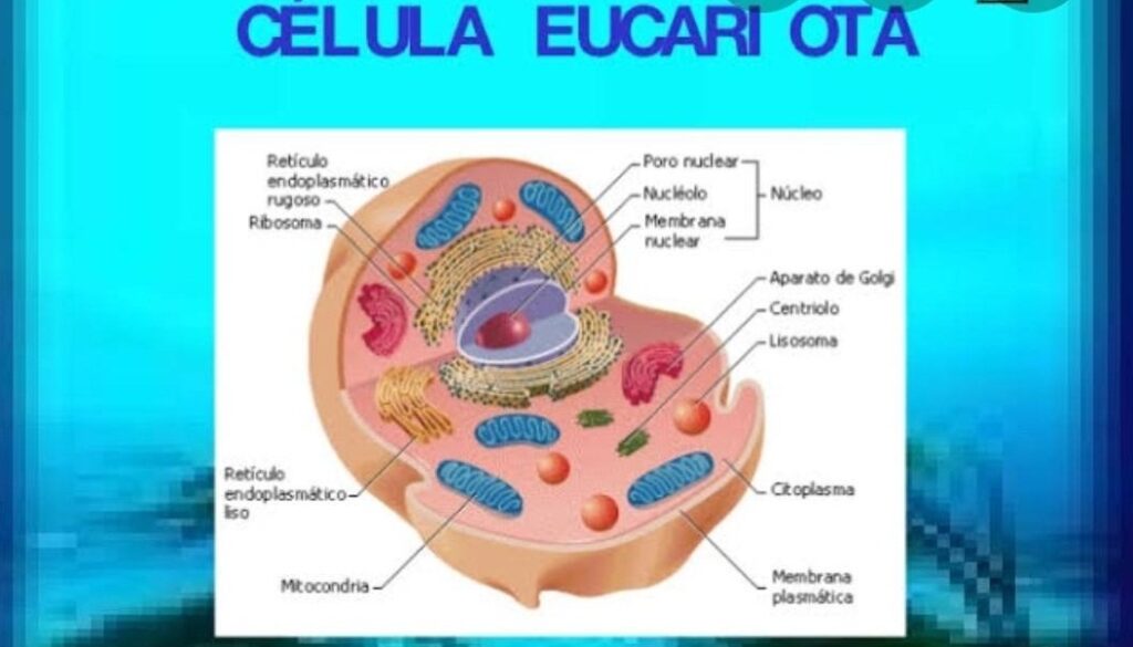 esquema de la celula eucariota