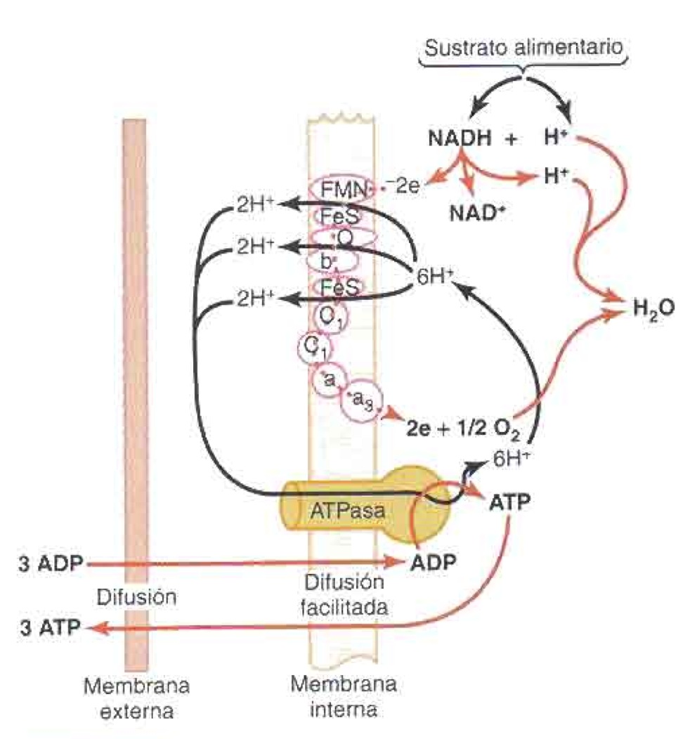 Esquema De Fosforilación Oxidativa ¡fotos And Guía 2024