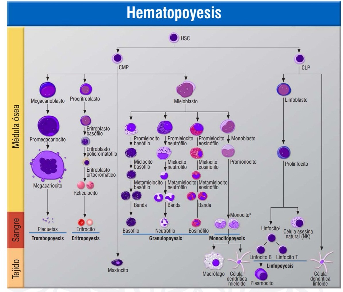 Hematopoyesis Esquema