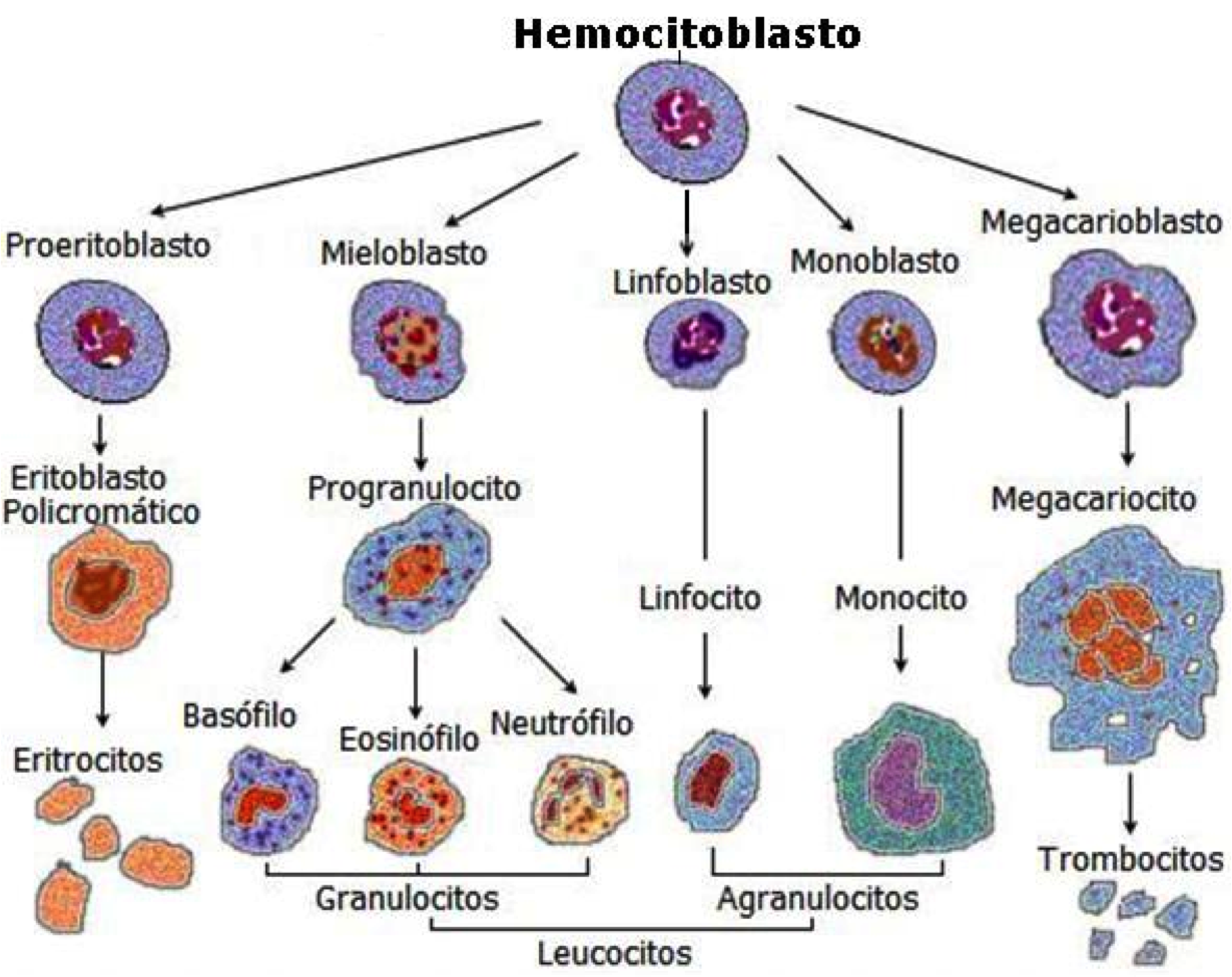 Hematopoyesis Esquema | Hot Sex Picture