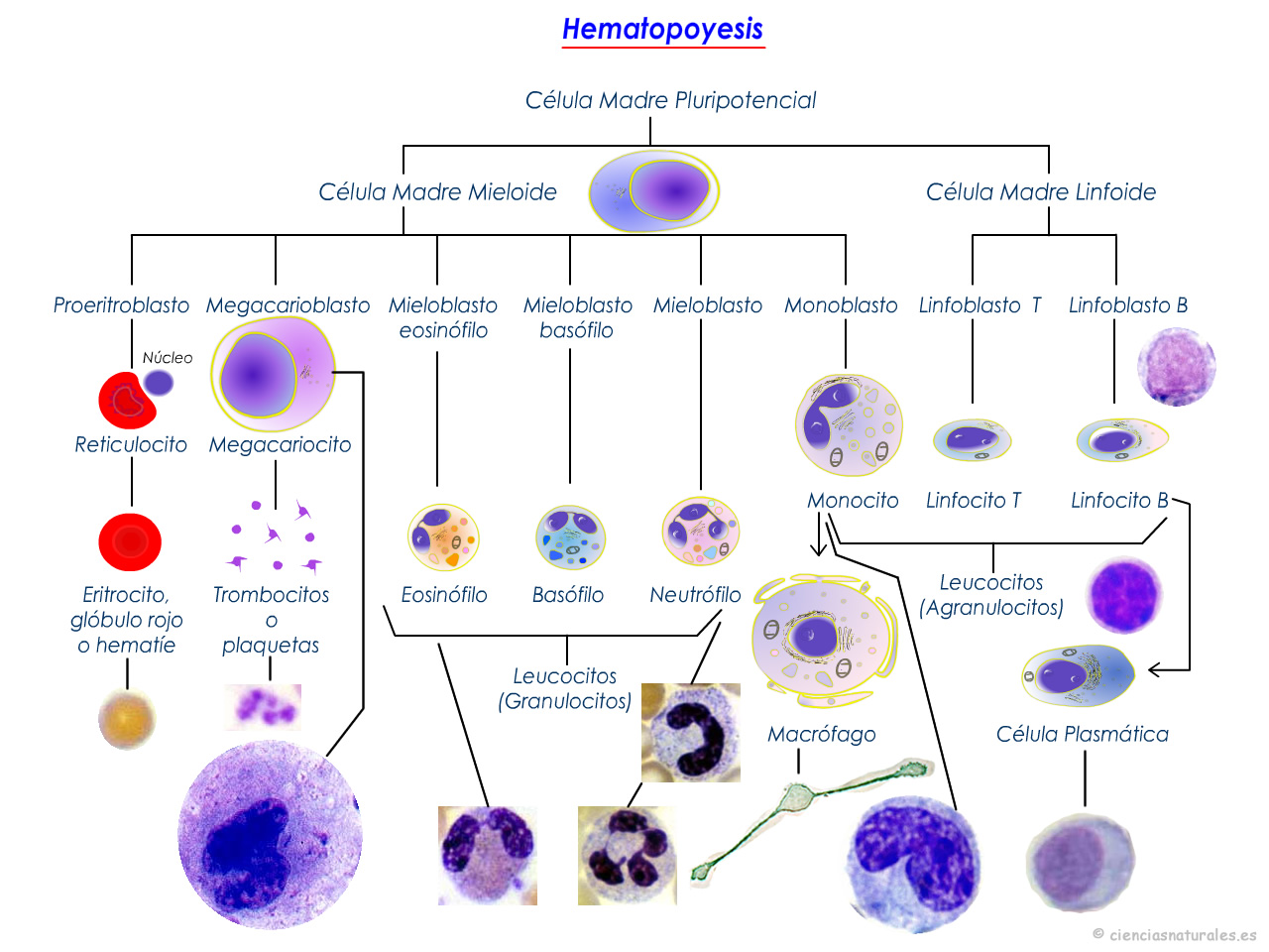 Esquema De Hematopoyesis ¡fotos And Guía 2024 7034