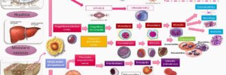 Esquema de hematopoyesis