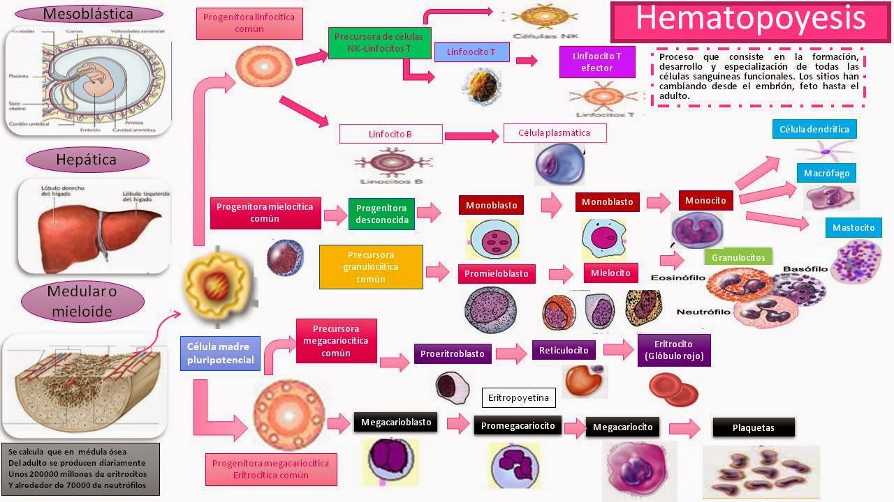 Esquema De Hematopoyesis ¡Fotos & Guía 2024!