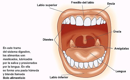 esquema de la boca y sus partes