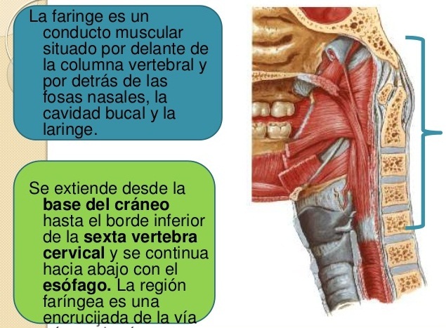 esquema anatomico de la laringe