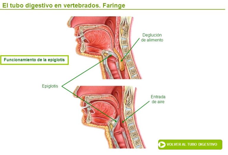 Esquema de la faringe ¡Fotos & Guía 2024!