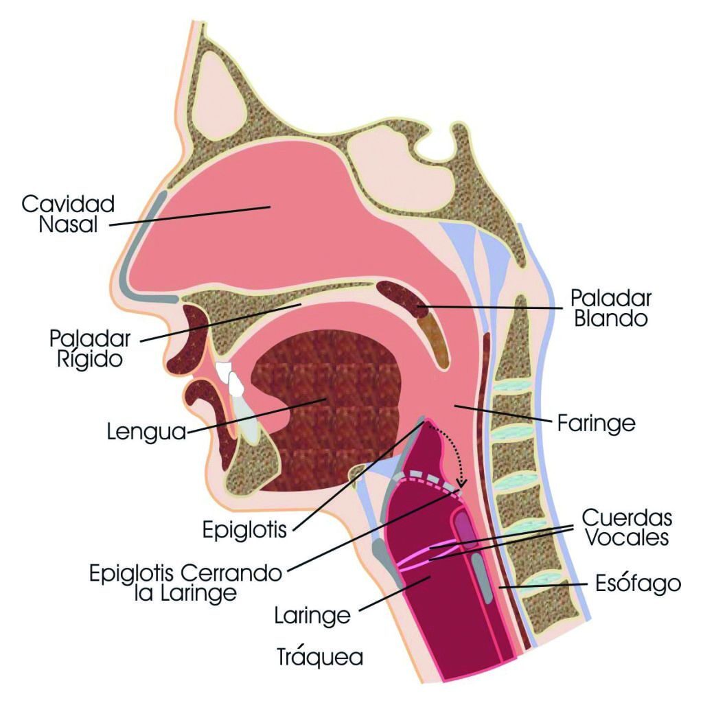 esquema de la laringe y faringe