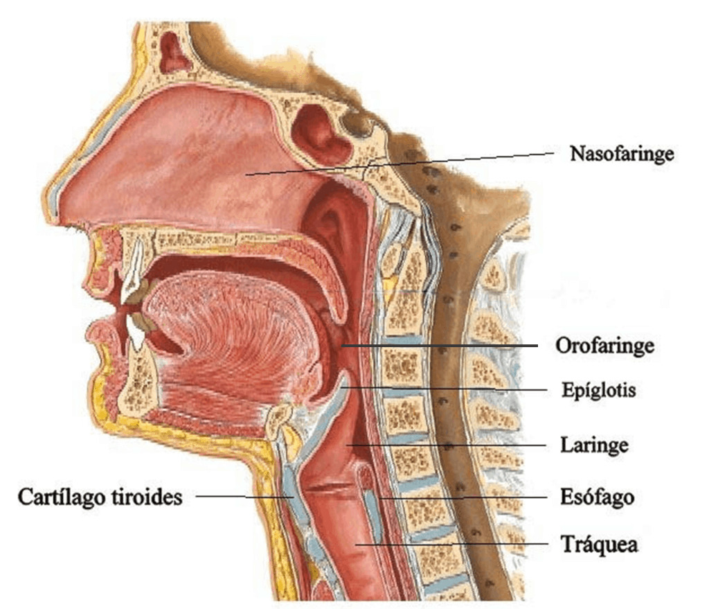esquema de la faringe laringe y traquea