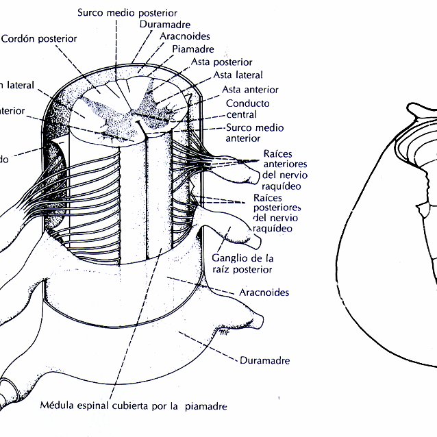 esquema corte transversal medula espinal