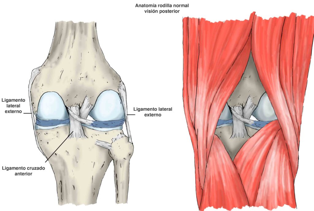 esquema muscular de la rodilla