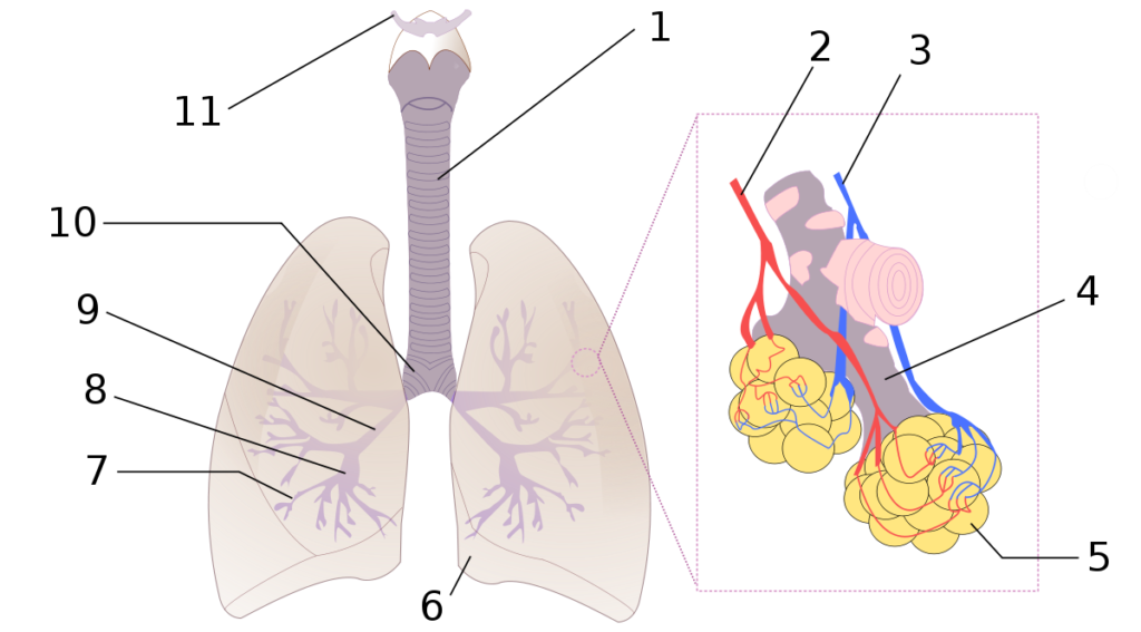esquema de respiracion pulmonar
