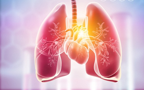 esquema de bronquios y pulmones