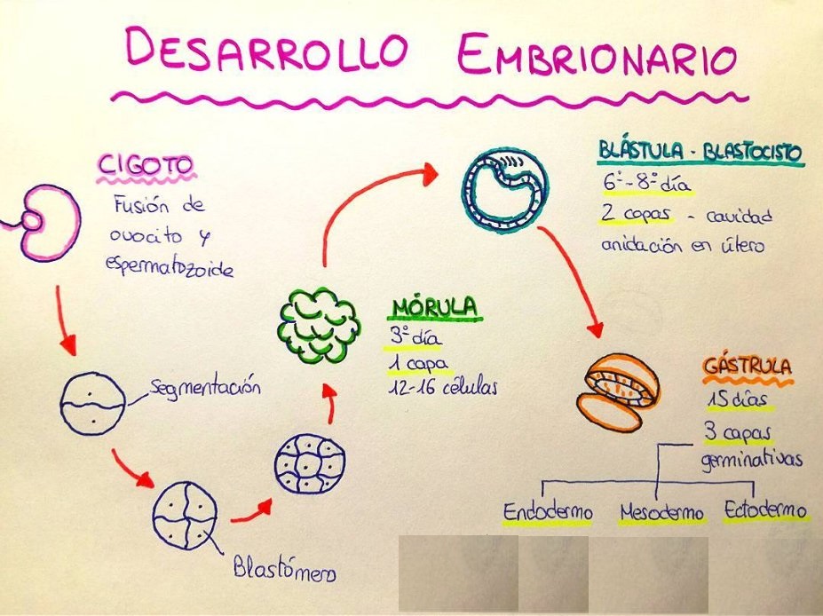 esquema del desarrollo embrionario humano