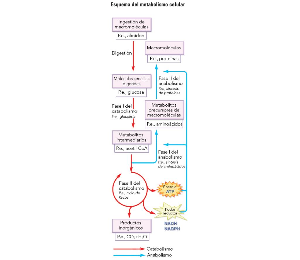 esquema del metabolismo de los lipidos
