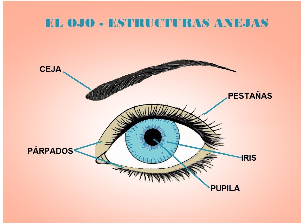 Esquema Del Ojo Fotos Gu A