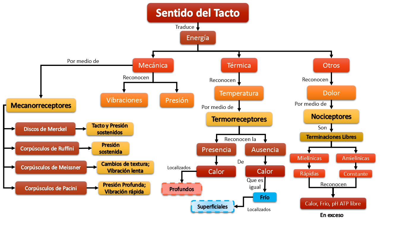 Esquema Del Sentido Del Tacto ¡fotos And Guía 2024